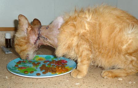 Plucky with stitches