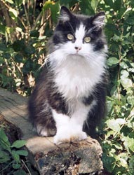 Dougal