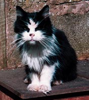Dougal when he looked poorly