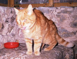 Bertie
